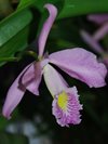 Cattleya maxima 